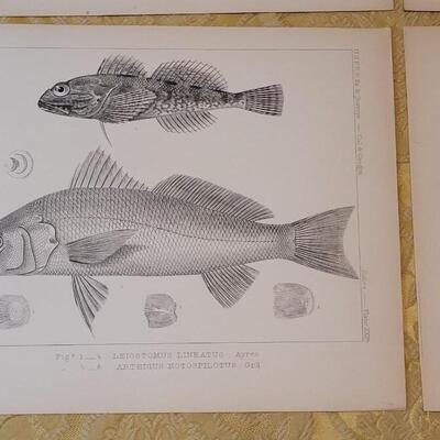 Lot 259: Antique Mid- 1800's U.S.P.R.R. Ex. & Surveys (United States PacificRailroad) "Fishes Plates"