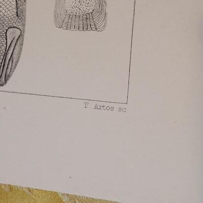 Lot 259: Antique Mid- 1800's U.S.P.R.R. Ex. & Surveys (United States PacificRailroad) "Fishes Plates"