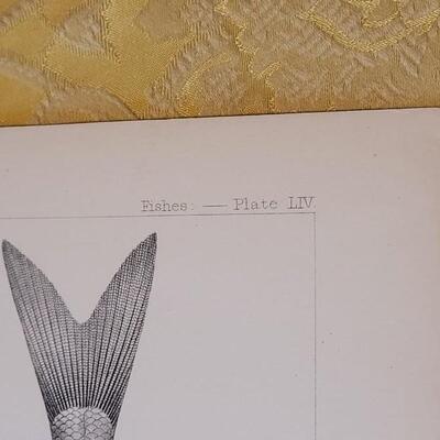 Lot 259: Antique Mid- 1800's U.S.P.R.R. Ex. & Surveys (United States PacificRailroad) "Fishes Plates"