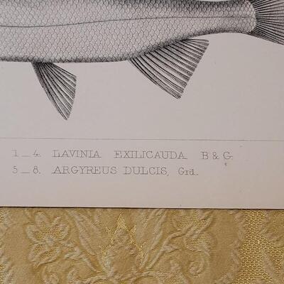 Lot 259: Antique Mid- 1800's U.S.P.R.R. Ex. & Surveys (United States PacificRailroad) "Fishes Plates"