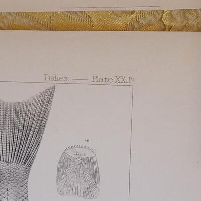 Lot 259: Antique Mid- 1800's U.S.P.R.R. Ex. & Surveys (United States PacificRailroad) "Fishes Plates"