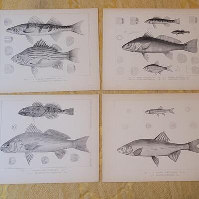 Lot 259: Antique Mid- 1800's U.S.P.R.R. Ex. & Surveys (United States PacificRailroad) "Fishes Plates"