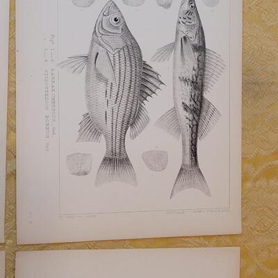 Lot 259: Antique Mid- 1800's U.S.P.R.R. Ex. & Surveys (United States PacificRailroad) "Fishes Plates"