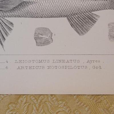 Lot 259: Antique Mid- 1800's U.S.P.R.R. Ex. & Surveys (United States PacificRailroad) "Fishes Plates"