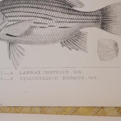 Lot 259: Antique Mid- 1800's U.S.P.R.R. Ex. & Surveys (United States PacificRailroad) "Fishes Plates"