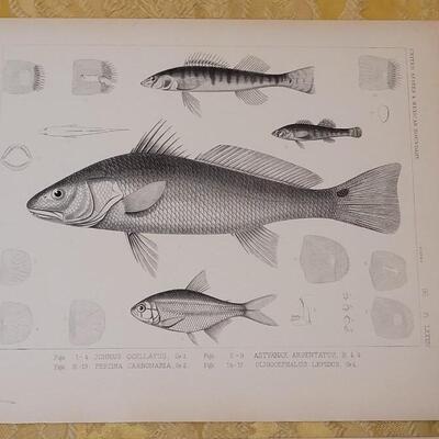 Lot 259: Antique Mid- 1800's U.S.P.R.R. Ex. & Surveys (United States PacificRailroad) "Fishes Plates"