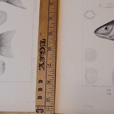 Lot 259: Antique Mid- 1800's U.S.P.R.R. Ex. & Surveys (United States PacificRailroad) "Fishes Plates"