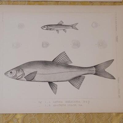 Lot 259: Antique Mid- 1800's U.S.P.R.R. Ex. & Surveys (United States PacificRailroad) "Fishes Plates"