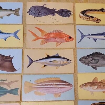 Lot 263: 1962 Teach-Me About FISHES Fish Flash Cards