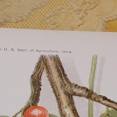 Lot 264: Antique Plate Prints, Singer Bird Cards and Wildflowers of California Mini Booklet
