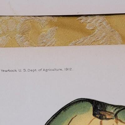 Lot 264: Antique Plate Prints, Singer Bird Cards and Wildflowers of California Mini Booklet