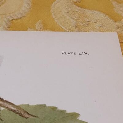 Lot 264: Antique Plate Prints, Singer Bird Cards and Wildflowers of California Mini Booklet