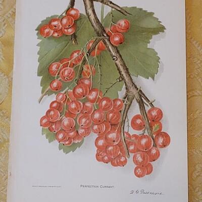 Lot 264: Antique Plate Prints, Singer Bird Cards and Wildflowers of California Mini Booklet