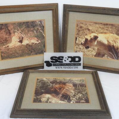 3 Framed Pictures of Lions, 22