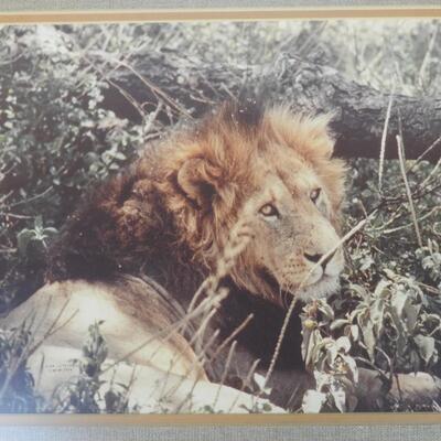 3 Framed Pictures of Lions, 22