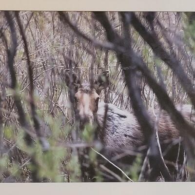 Lot 48: Framed and Signed "Colorado Moose" Photograph by J.B.