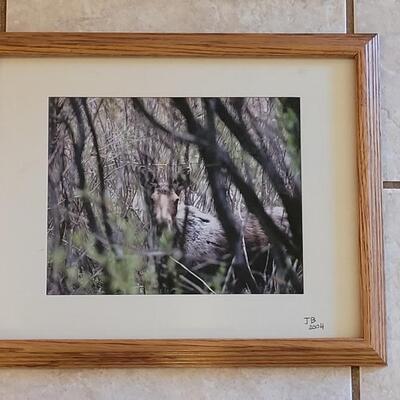 Lot 48: Framed and Signed "Colorado Moose" Photograph by J.B.