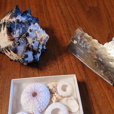 Lot 75: Coral, Shells and Rocks Collection from Multiple Beaches