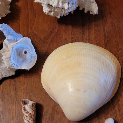 Lot 75: Coral, Shells and Rocks Collection from Multiple Beaches