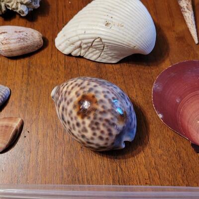 Lot 75: Coral, Shells and Rocks Collection from Multiple Beaches