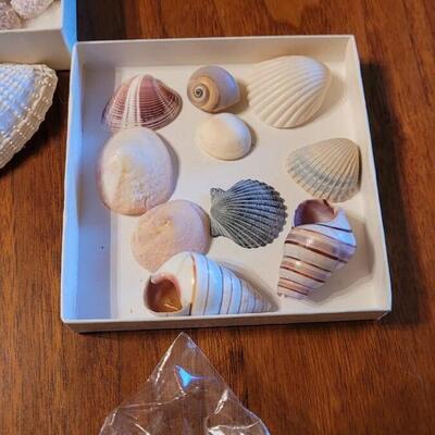 Lot 75: Coral, Shells and Rocks Collection from Multiple Beaches