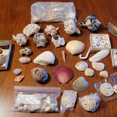 Lot 75: Coral, Shells and Rocks Collection from Multiple Beaches