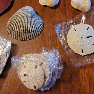 Lot 75: Coral, Shells and Rocks Collection from Multiple Beaches