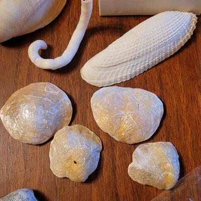 Lot 75: Coral, Shells and Rocks Collection from Multiple Beaches