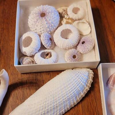 Lot 75: Coral, Shells and Rocks Collection from Multiple Beaches