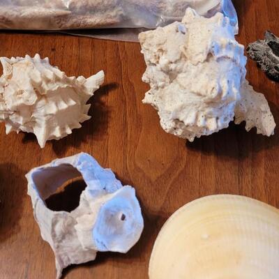 Lot 75: Coral, Shells and Rocks Collection from Multiple Beaches