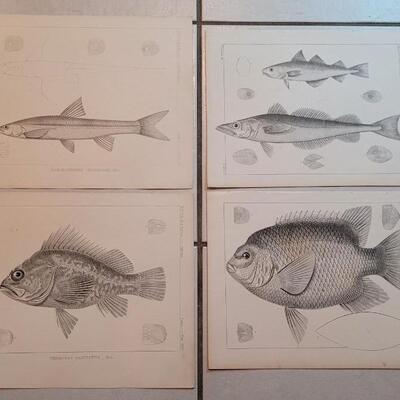 Lot 151: Set of (4) Antique Fish Biology Study Prints