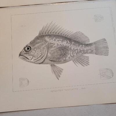 Lot 151: Set of (4) Antique Fish Biology Study Prints
