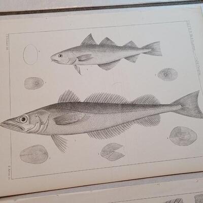 Lot 151: Set of (4) Antique Fish Biology Study Prints