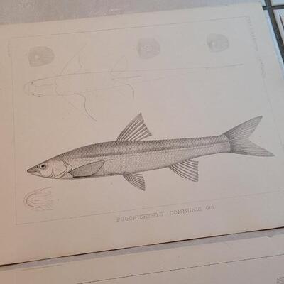 Lot 151: Set of (4) Antique Fish Biology Study Prints