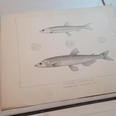 Lot 152: Set of (4) Antique Fish Biology Study Prints
