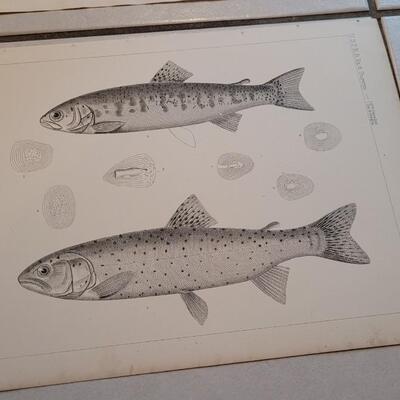 Lot 152: Set of (4) Antique Fish Biology Study Prints