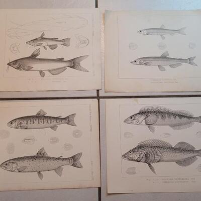 Lot 152: Set of (4) Antique Fish Biology Study Prints
