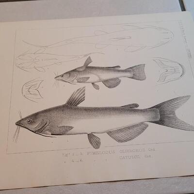 Lot 152: Set of (4) Antique Fish Biology Study Prints