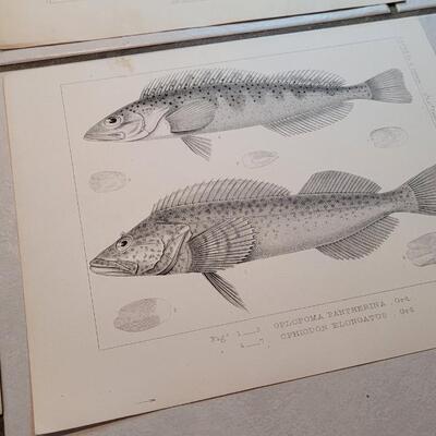 Lot 152: Set of (4) Antique Fish Biology Study Prints