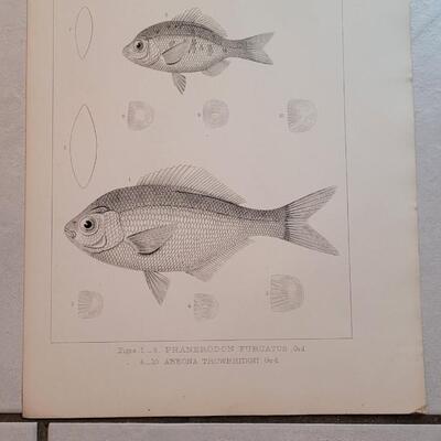 Lot 153: Set of (4) Antique Fish Biology Study Prints