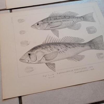 Lot 153: Set of (4) Antique Fish Biology Study Prints