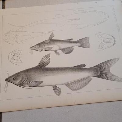 Lot 153: Set of (4) Antique Fish Biology Study Prints