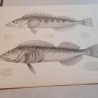 Lot 153: Set of (4) Antique Fish Biology Study Prints