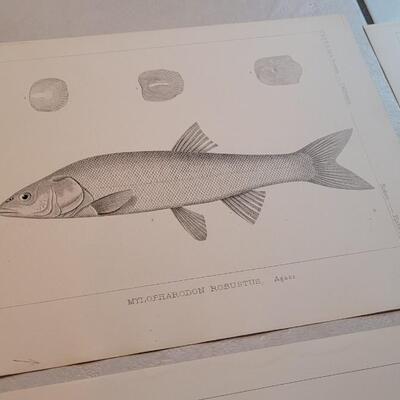 Lot 154: Set of (4) Antique Fish Biology Study Prints