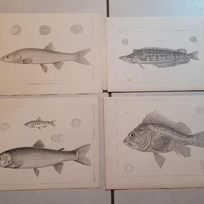 Lot 154: Set of (4) Antique Fish Biology Study Prints