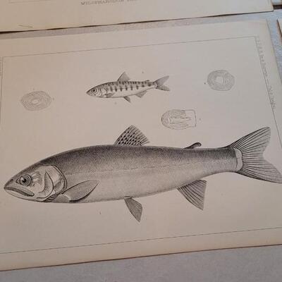 Lot 154: Set of (4) Antique Fish Biology Study Prints