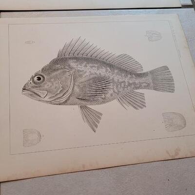 Lot 154: Set of (4) Antique Fish Biology Study Prints