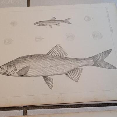 Lot 155: Set of (4) Antique Fish Biology Study Prints