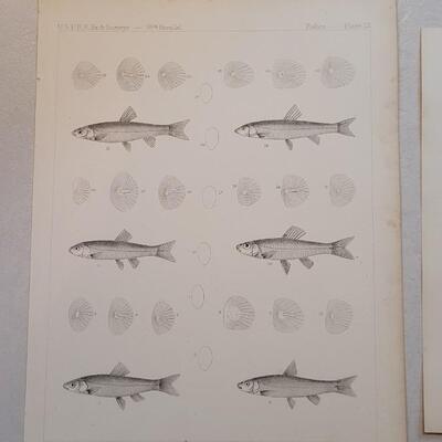 Lot 155: Set of (4) Antique Fish Biology Study Prints