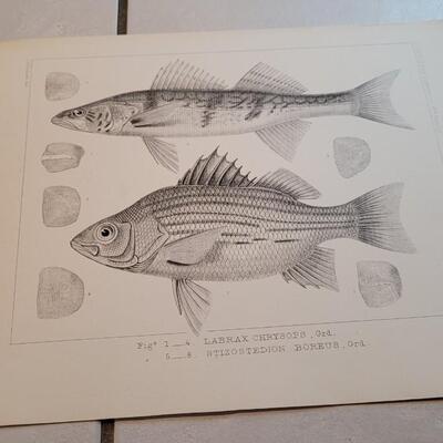 Lot 155: Set of (4) Antique Fish Biology Study Prints